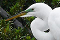 Grande Aigrette