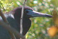 Aigrette bleue