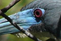Aigrette tricolore