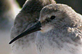 B&eacute;casseau variable (Dunlin) Calidris alpina