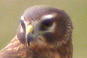 Busard Saint-Martin (Northern Harrier) Circus cyaneus