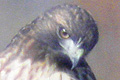 Buse &agrave; queue rousse (Red-tailed Hawk) Buteo jamaicensis