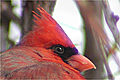 Cardinal rouge