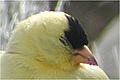 Chardonneret jaune (American Goldfinch) Spinus tristis