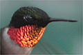 Colibri &agrave; gorge rubis (Ruby-throated Hummingbird) Archilochus colubris