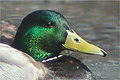 Canard colvert