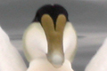 Eider &agrave; duvet