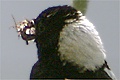 Goglu des pr&eacute;s (Bobolink) Dolichonyx oryzivorus