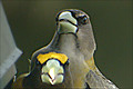 Gros-bec errant (Evening Grosbeak) Coccothraustes vespertinus