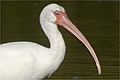 Ibis blanc