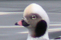 Harelde kakawi (Long-tailed Duck) Clangula hyemalis