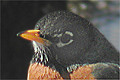 Merle d'Am&eacute;rique (American Robin) Turdus migratorius