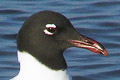Mouette
                  atricille