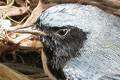 Paruline bleue (Black-throated Blue Warbler) Dendroica caerulescens