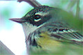 Paruline &agrave; croupion jaune (Yellow-rumped Warbler) Dendroica coronata