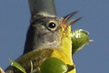 Paruline &agrave; joues grises (Nashville Warbler) Oreothlypis ruficapilla