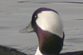 Petit Garrot (Bufflehead) Bucephala albeola