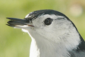Sittelle &agrave; poitrine blanche (White-breasted Nuthatch) Sitta carolinensis