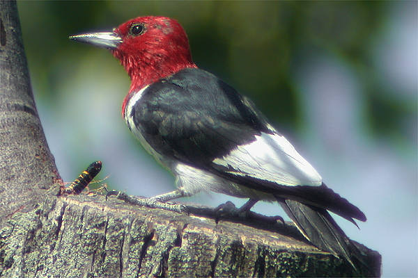 Pic à tête rouge (Redheaded Woodpecker) Melanerpes erythrocephalus